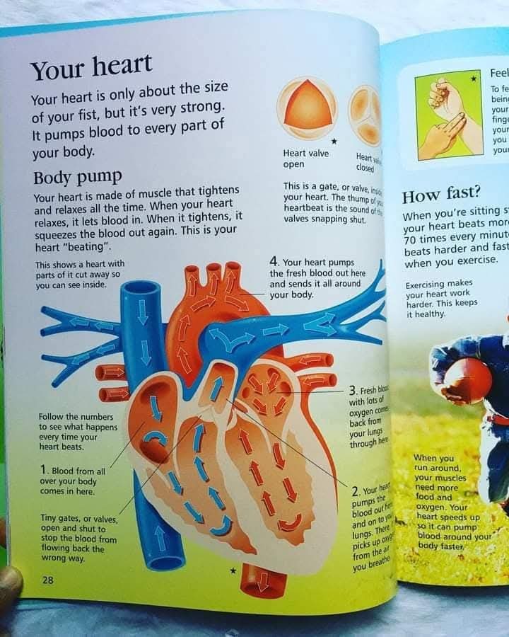 FIRST ENCYCLOPEDIA OF HUMAN BODY