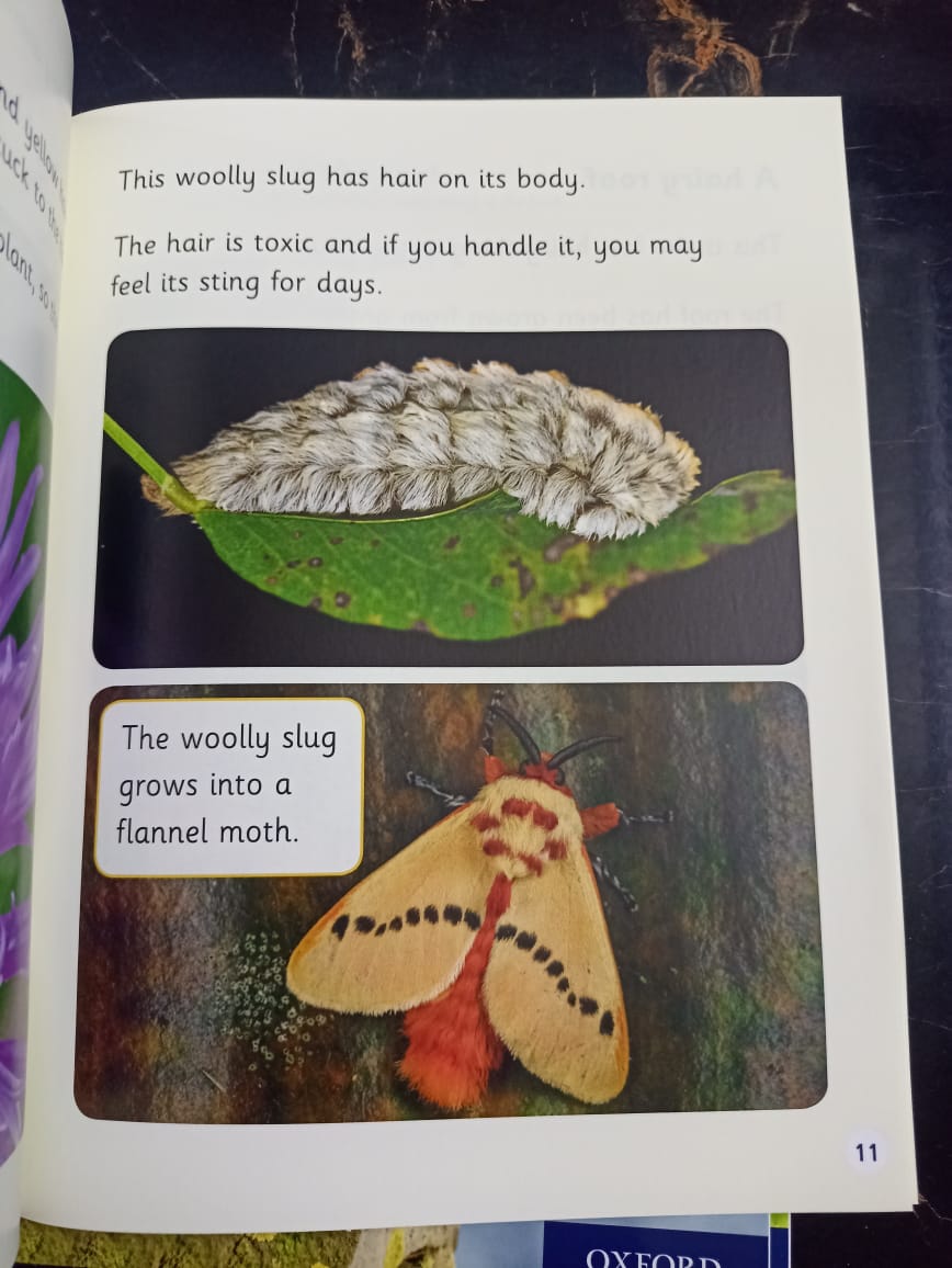 BOOK BAG BOOKS LEVEL 6