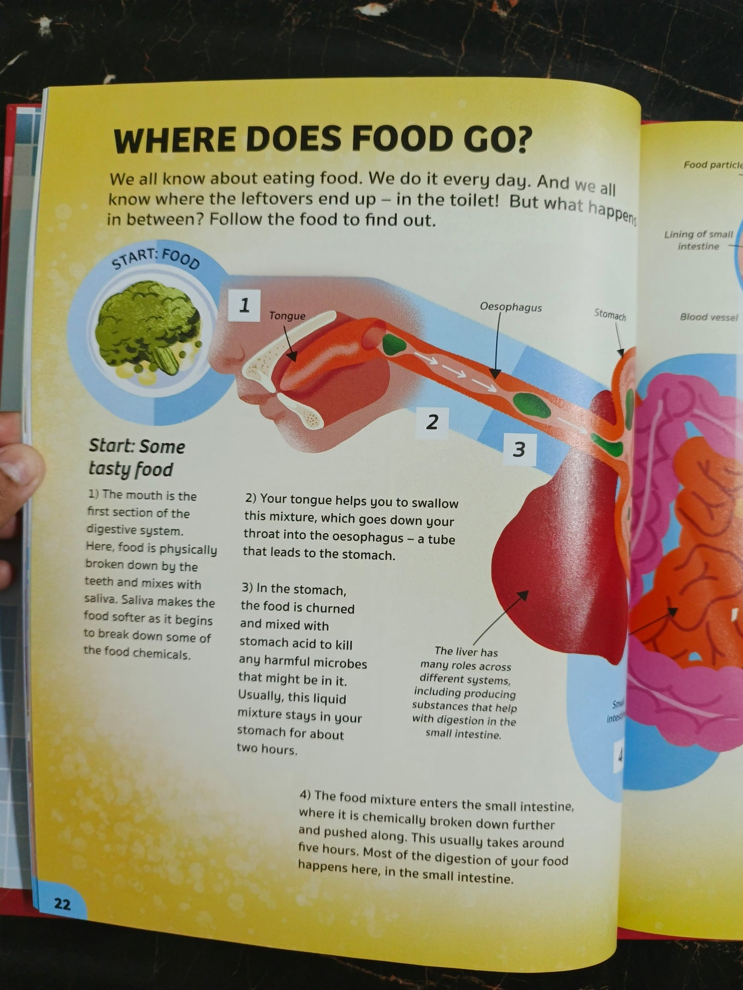 YOUR EXPERT GUIDE THE HUMAN BODY