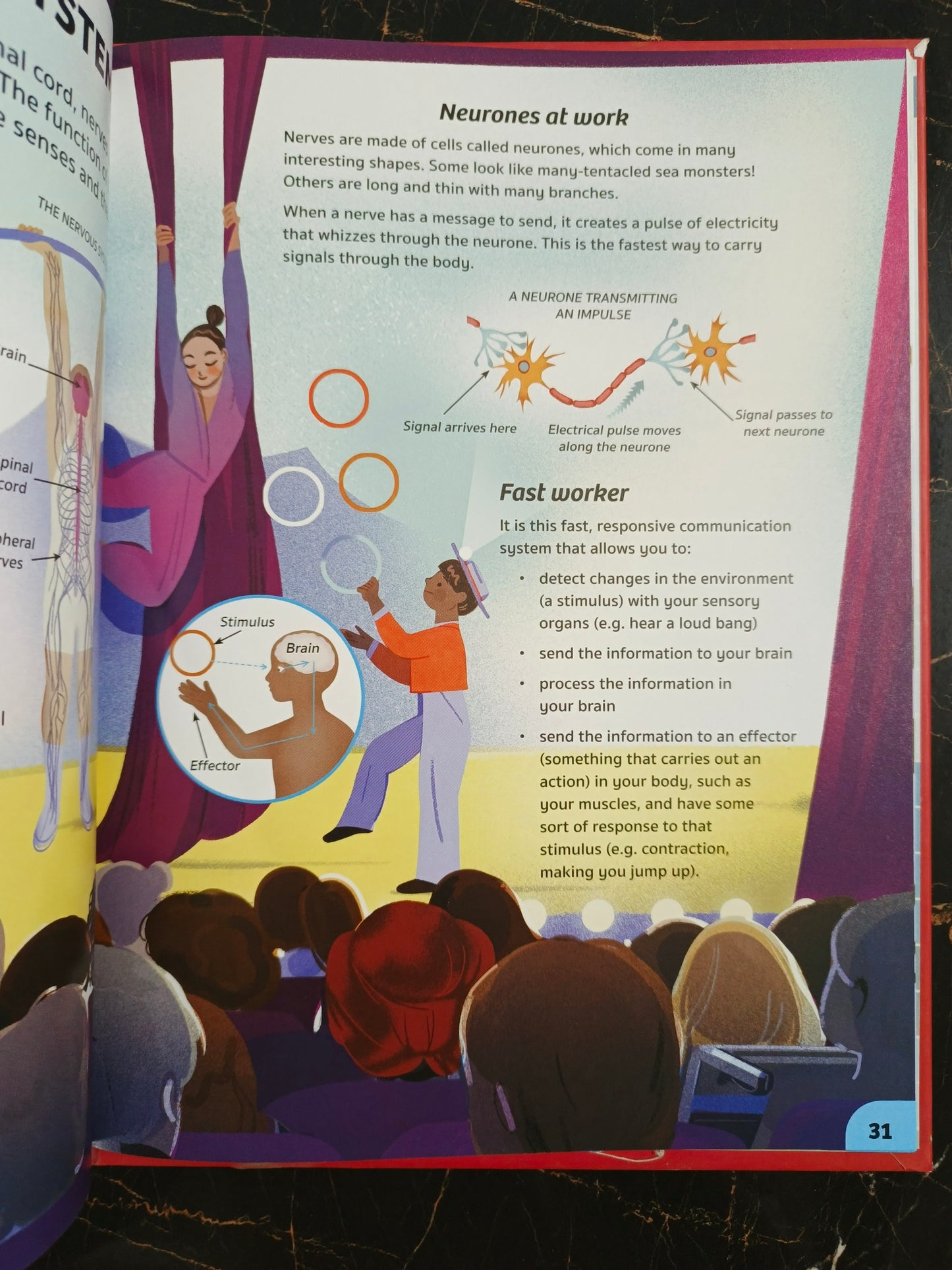 YOUR EXPERT GUIDE THE HUMAN BODY