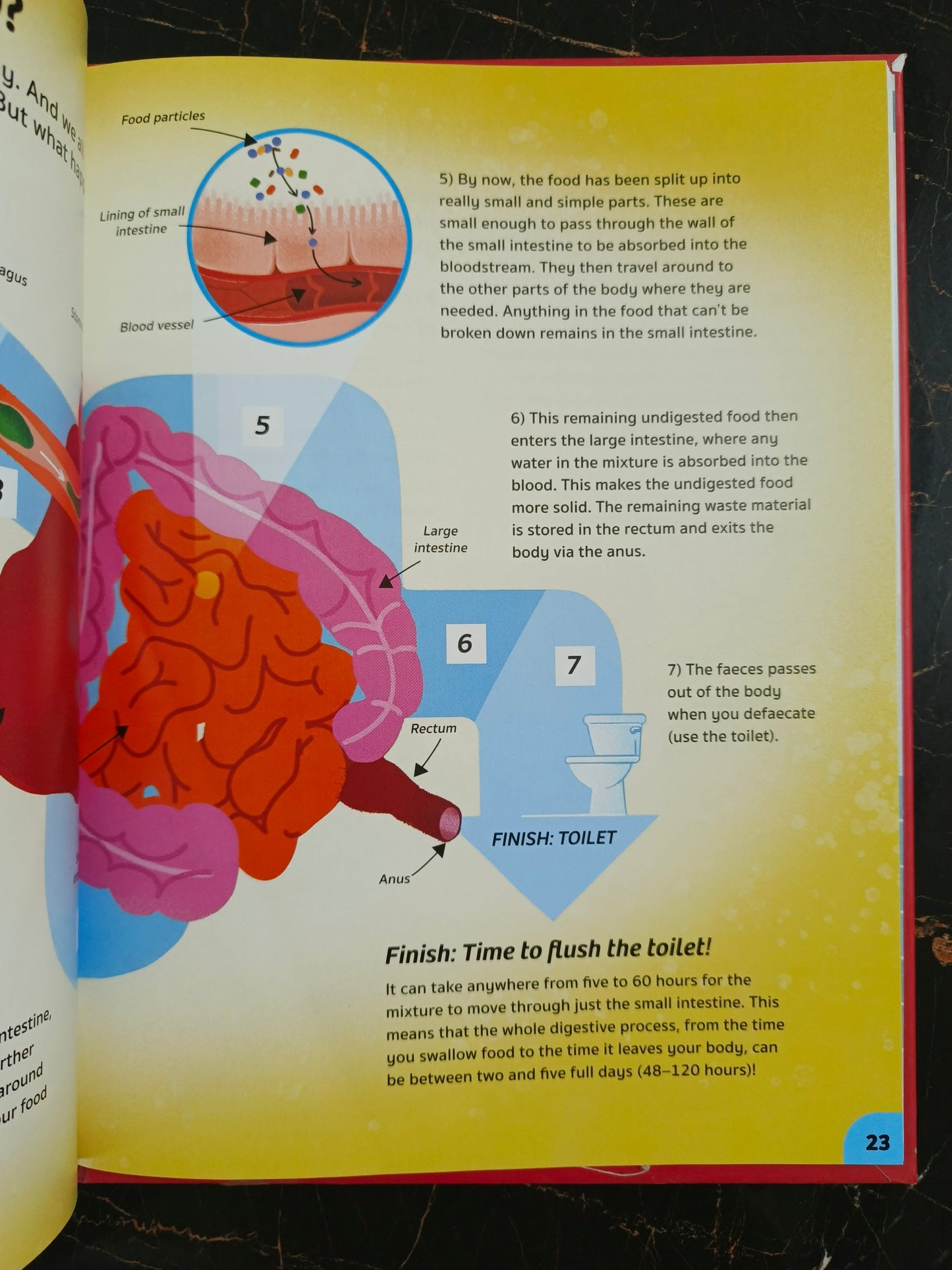 YOUR EXPERT GUIDE THE HUMAN BODY