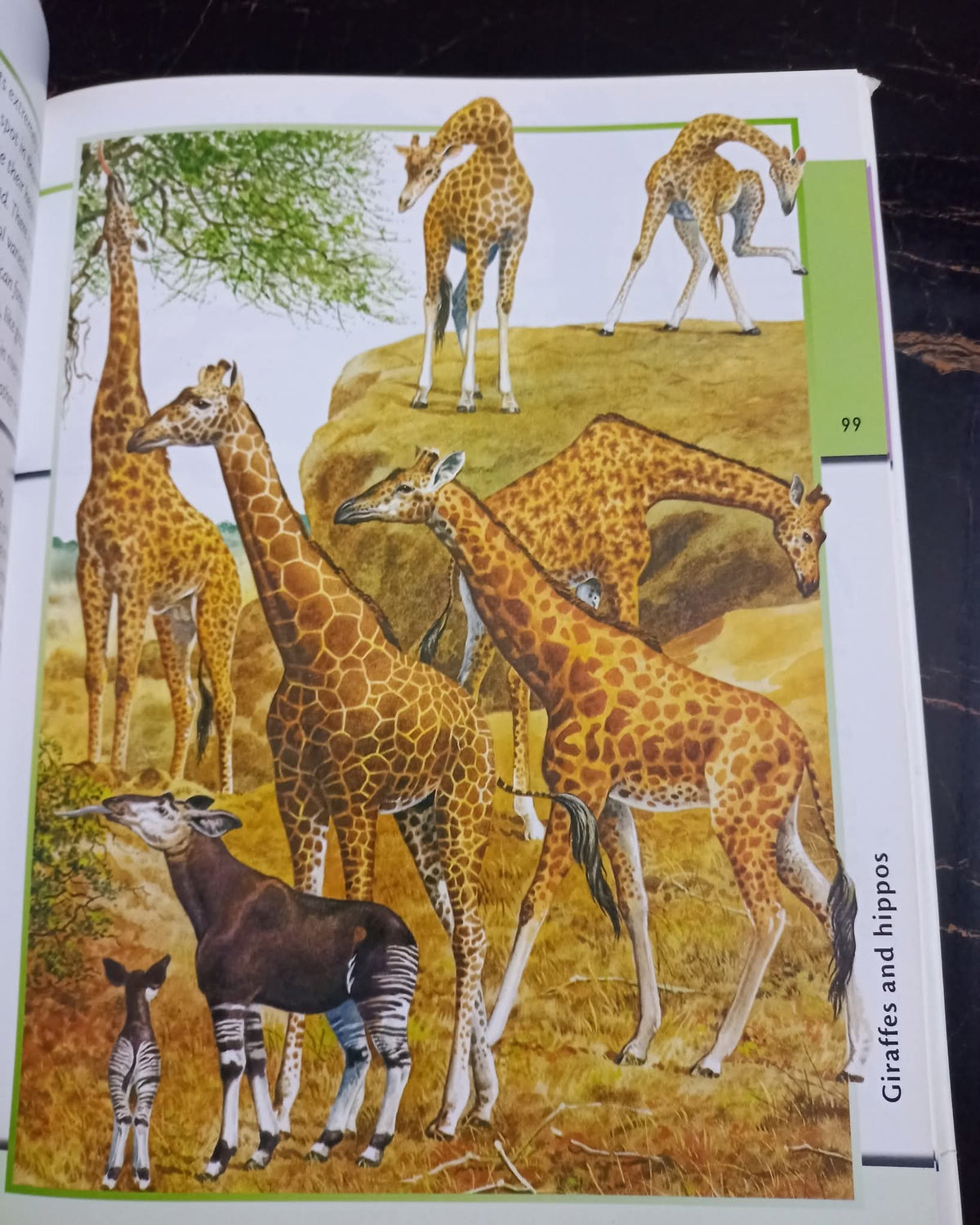 Fantastic World of Animals