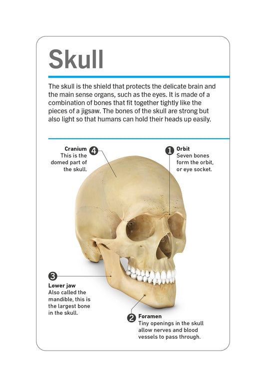 DK Our World in Pictures: HUMAN BODY FLASH CARDS