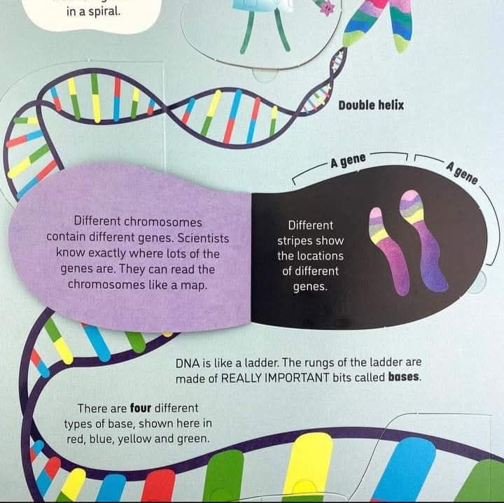 Usborne See Inside Genes and DNA🧬🦠