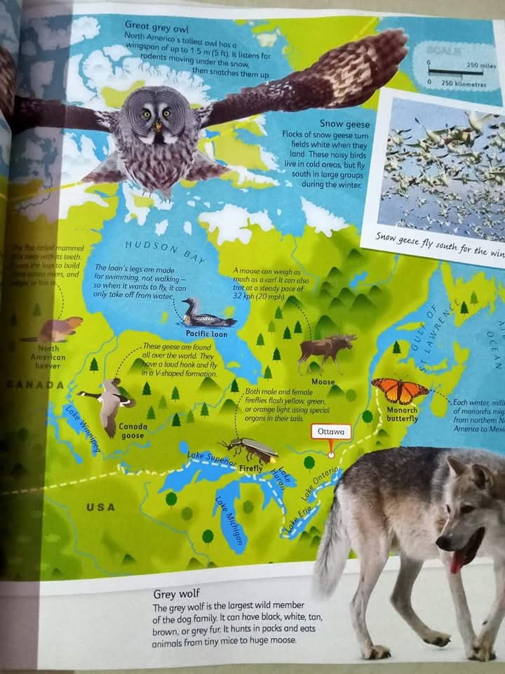 DK CHILDREN'S ILLUSTRATED ANIMAL ATLAS