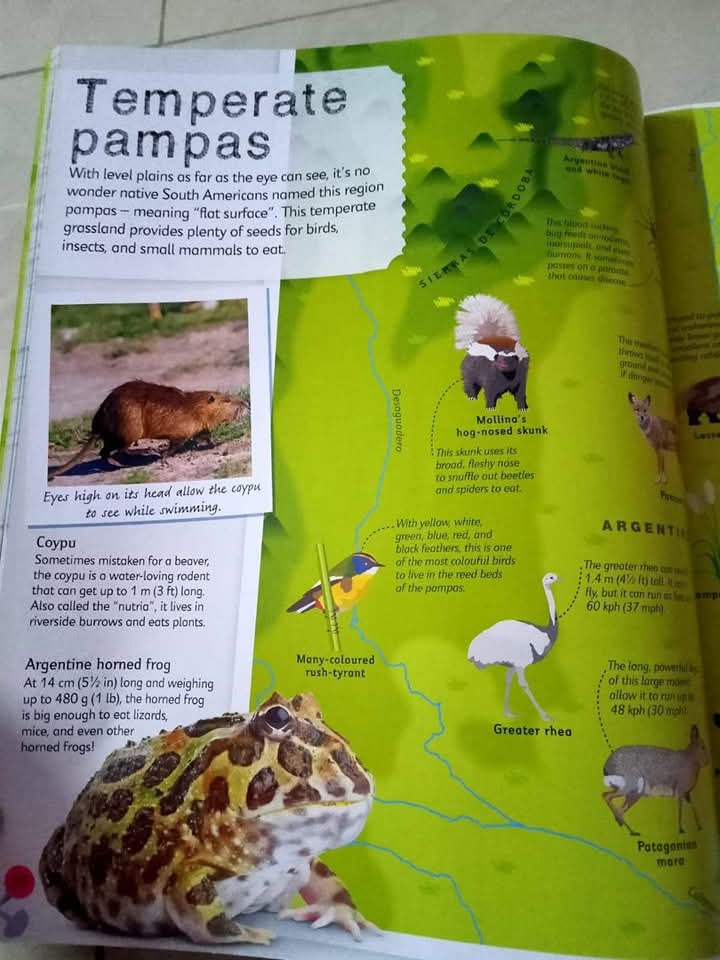 DK CHILDREN'S ILLUSTRATED ANIMAL ATLAS