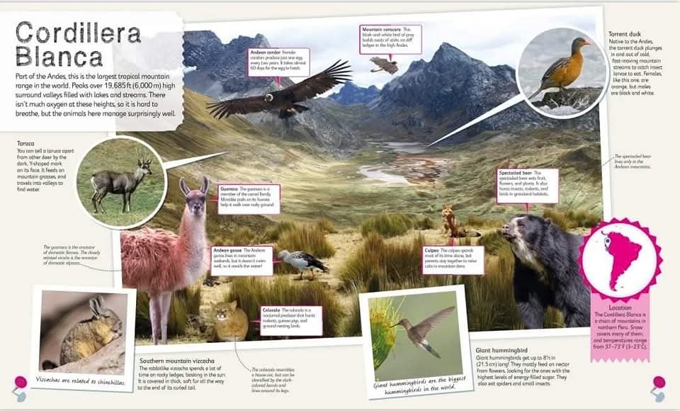 DK CHILDREN'S ILLUSTRATED ANIMAL ATLAS