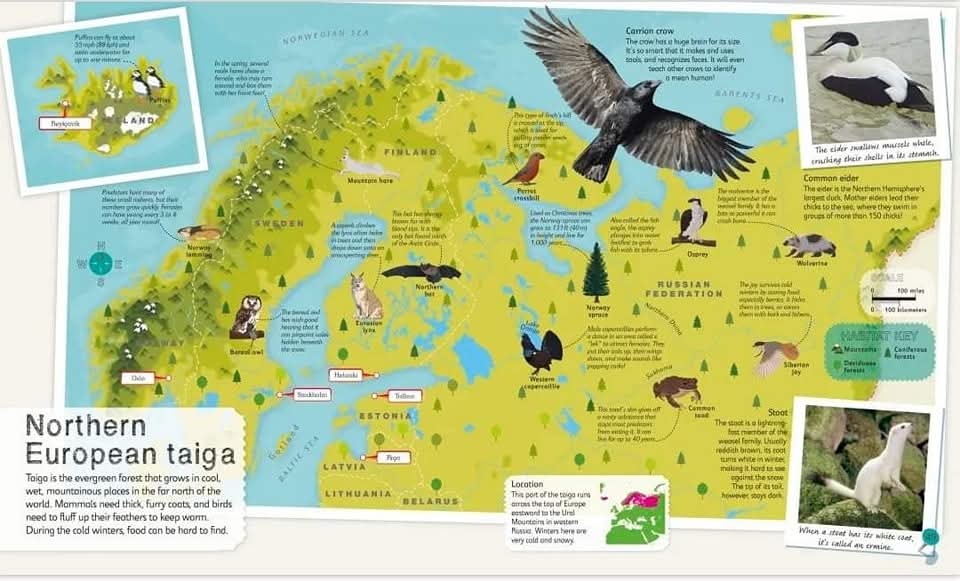 DK CHILDREN'S ILLUSTRATED ANIMAL ATLAS