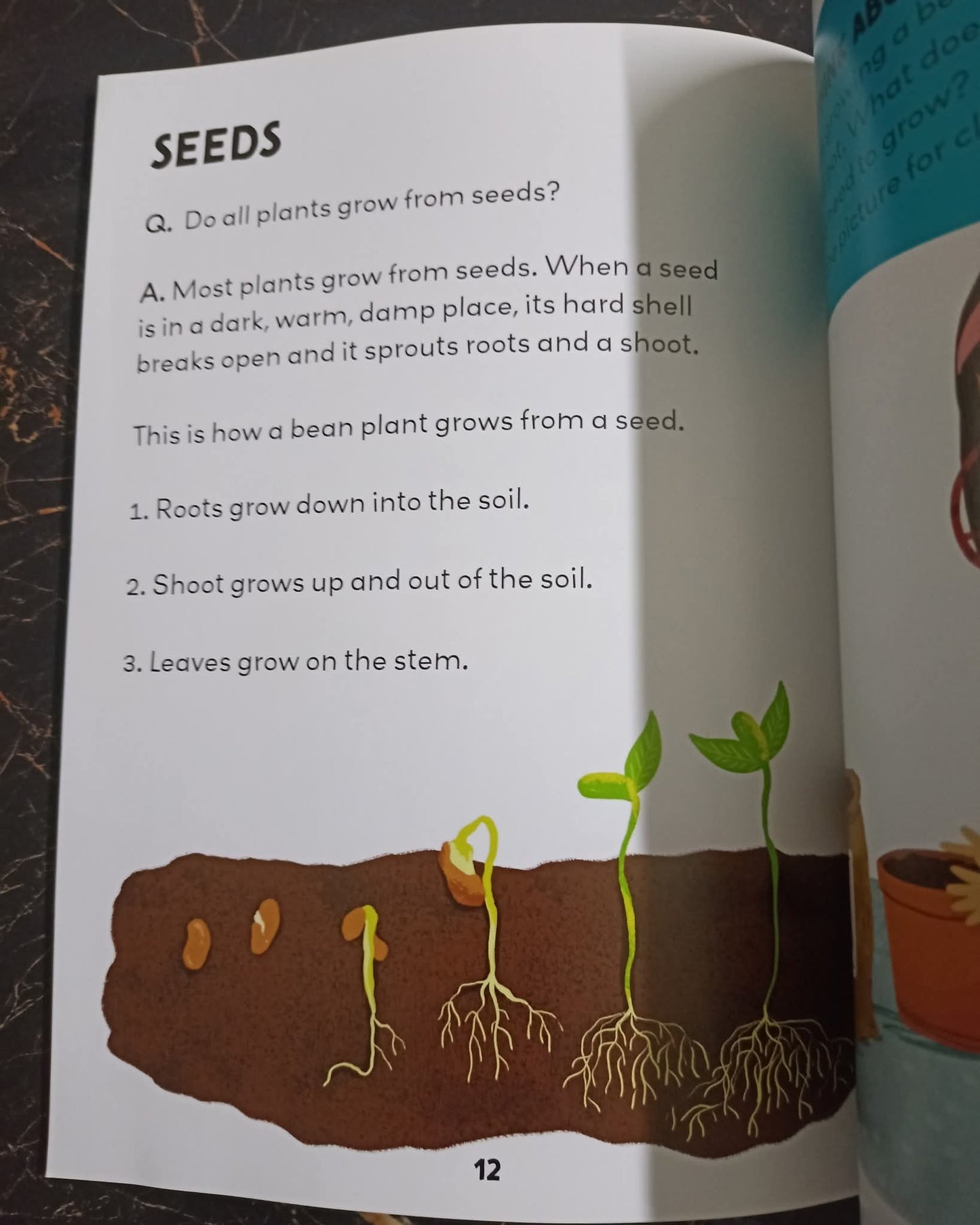 Q/A KIDS (PLANTS)