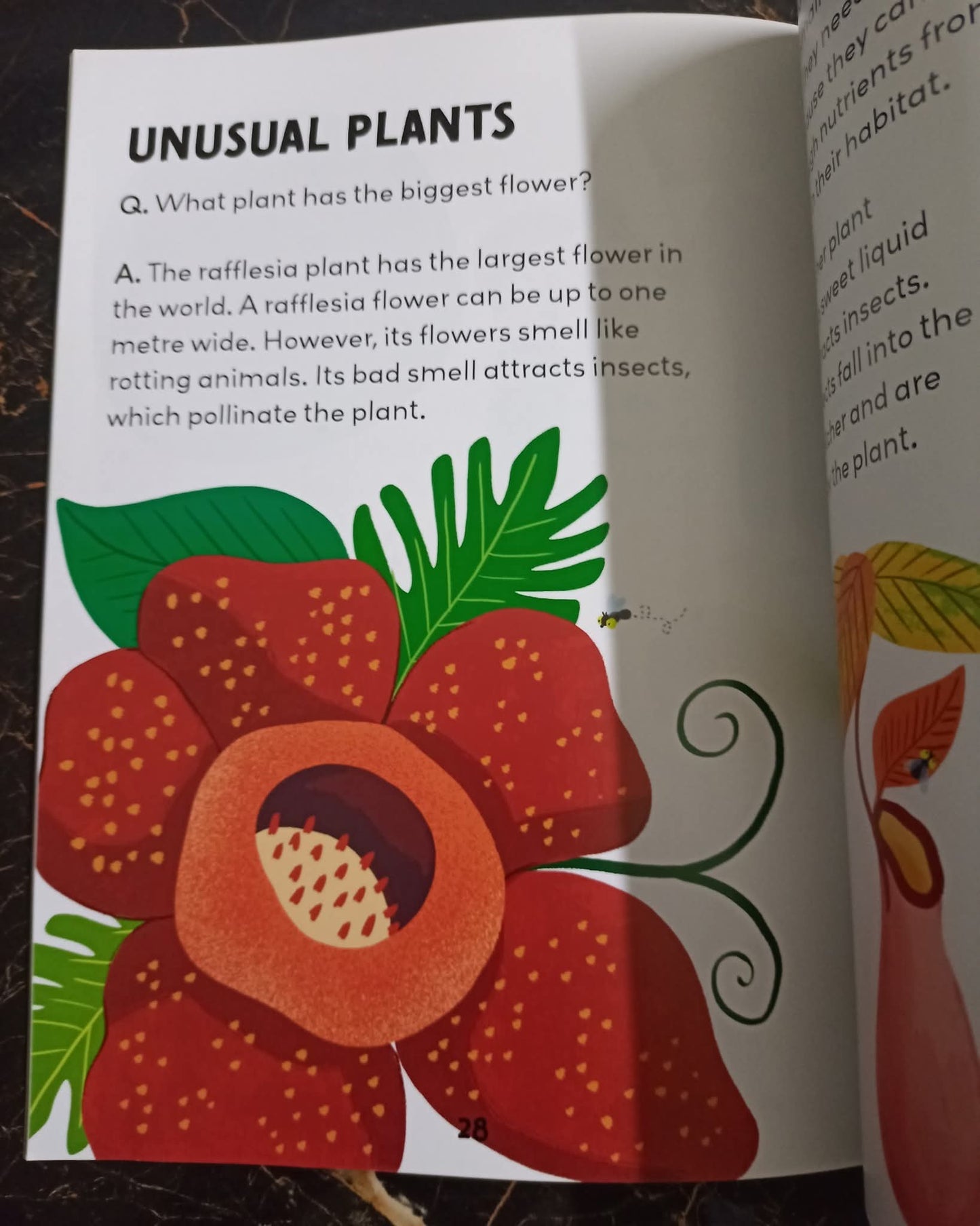 Q/A KIDS (PLANTS)