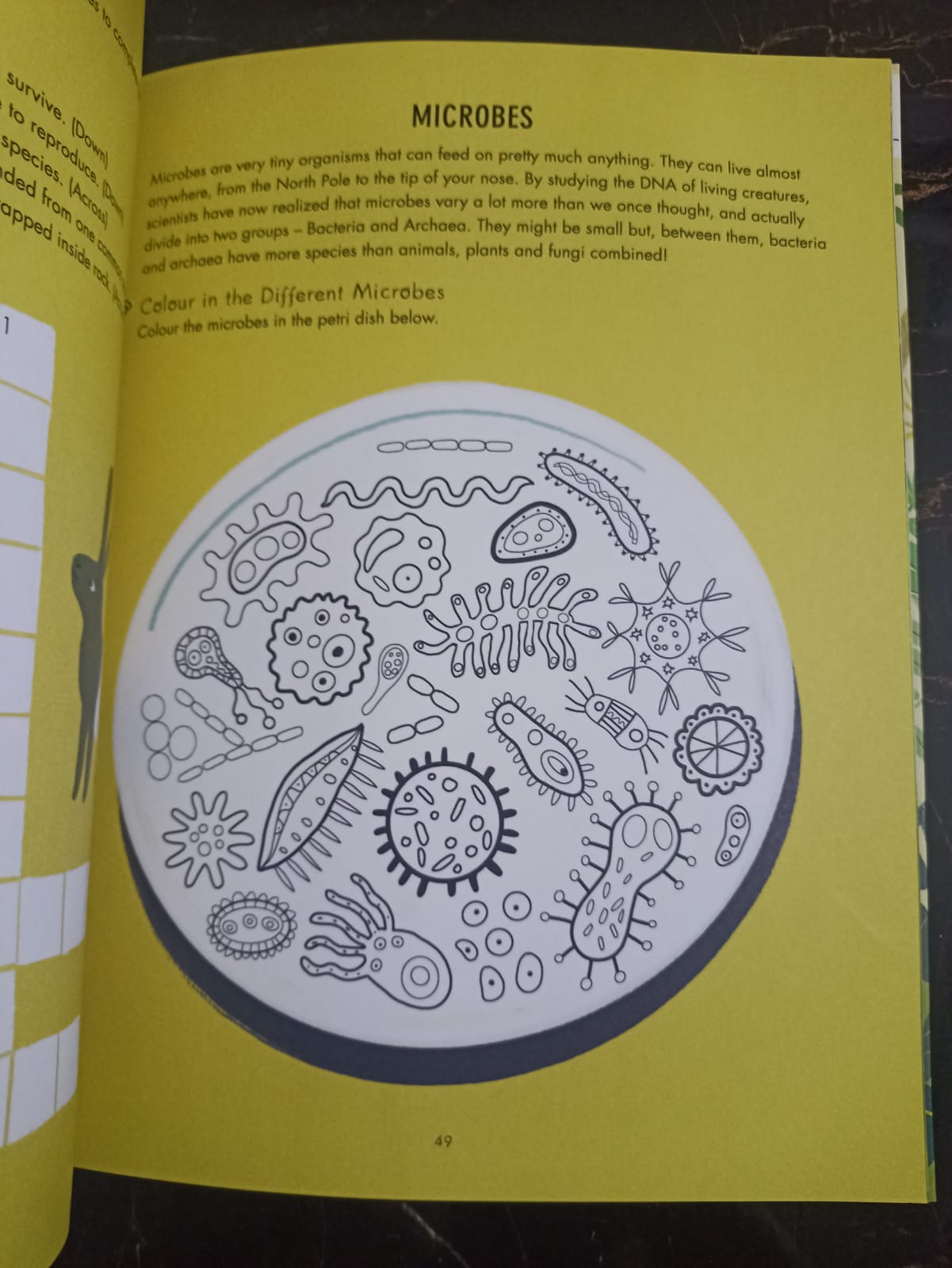 Evolution Colouring and Activity Book