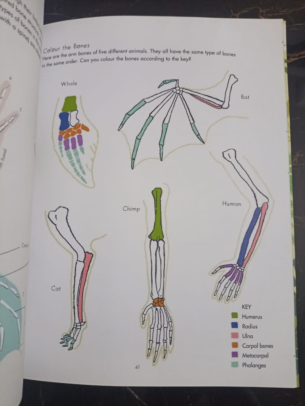 Evolution Colouring and Activity Book