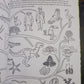 Evolution Colouring and Activity Book