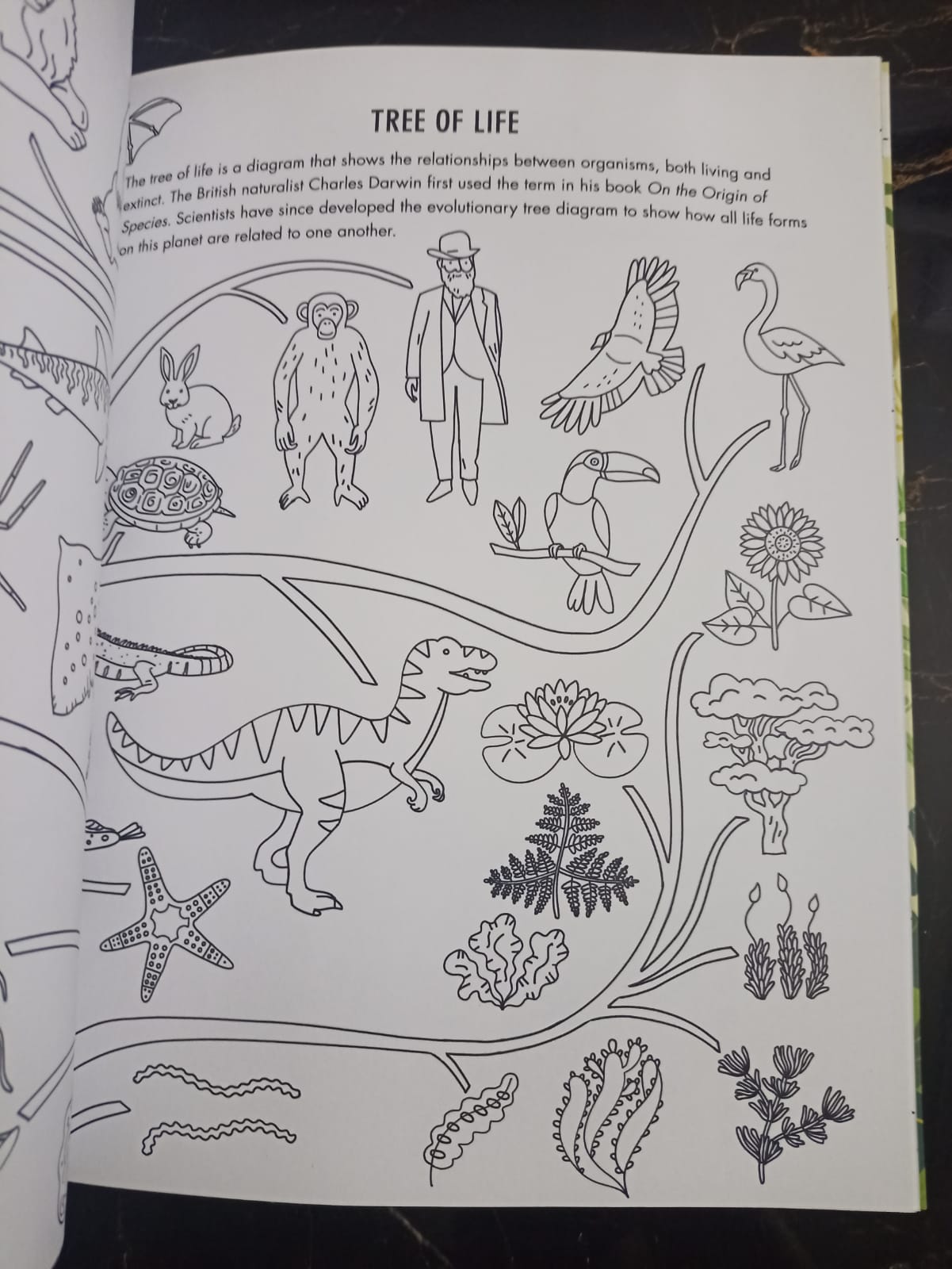 Evolution Colouring and Activity Book