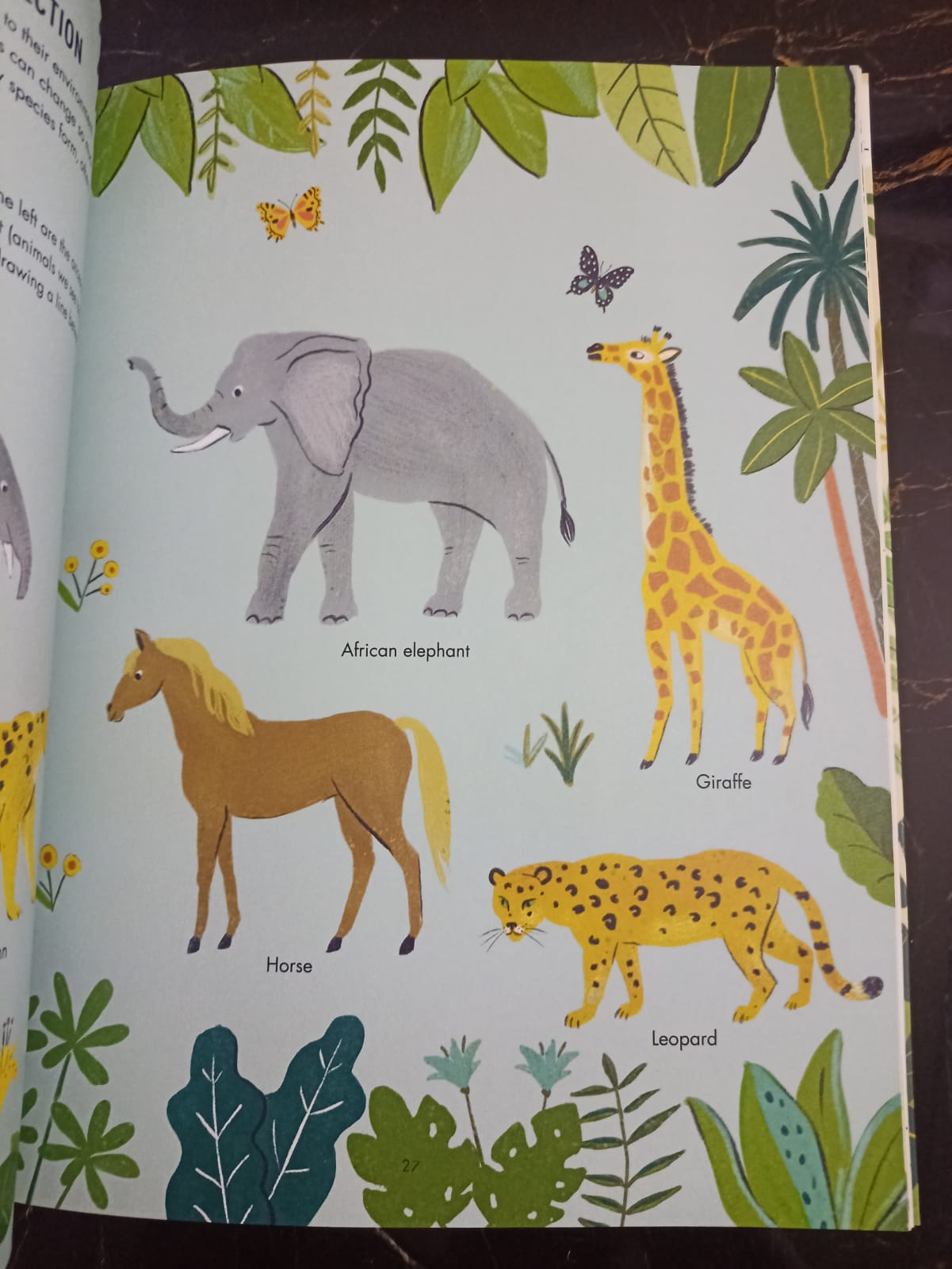 Evolution Colouring and Activity Book