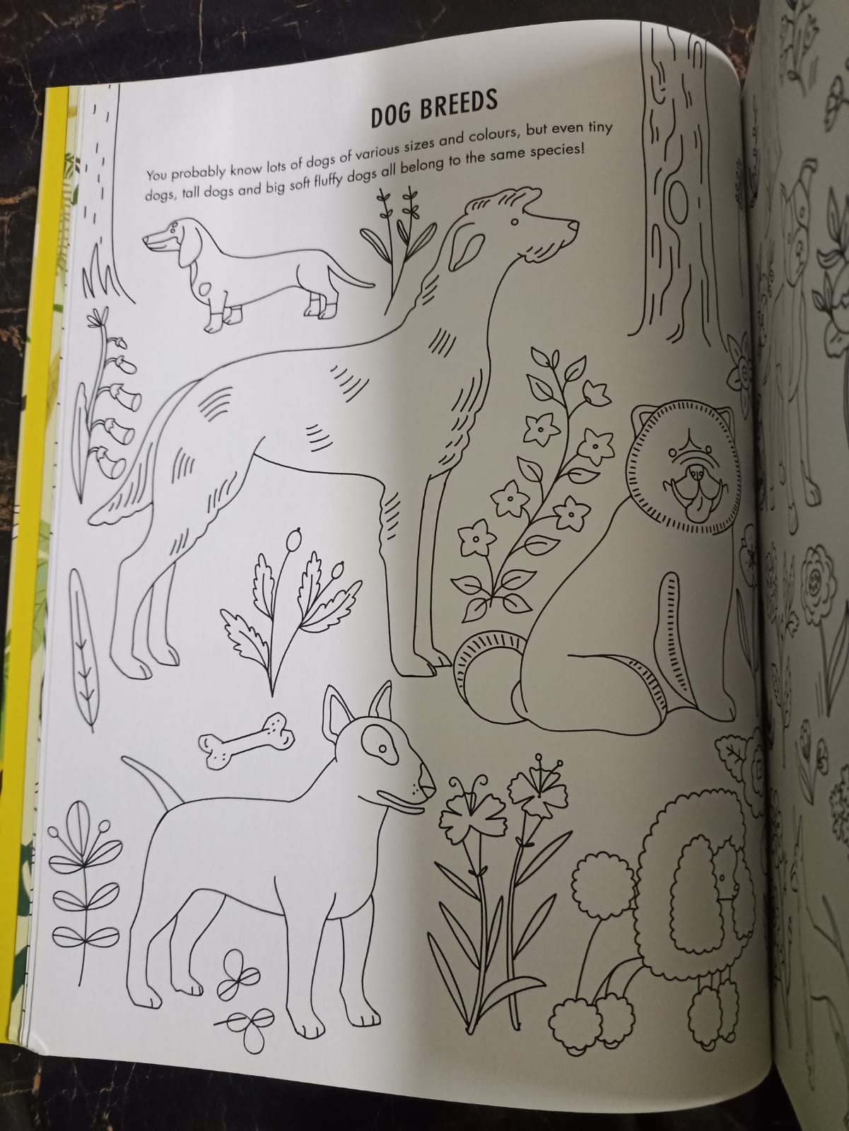 Evolution Colouring and Activity Book