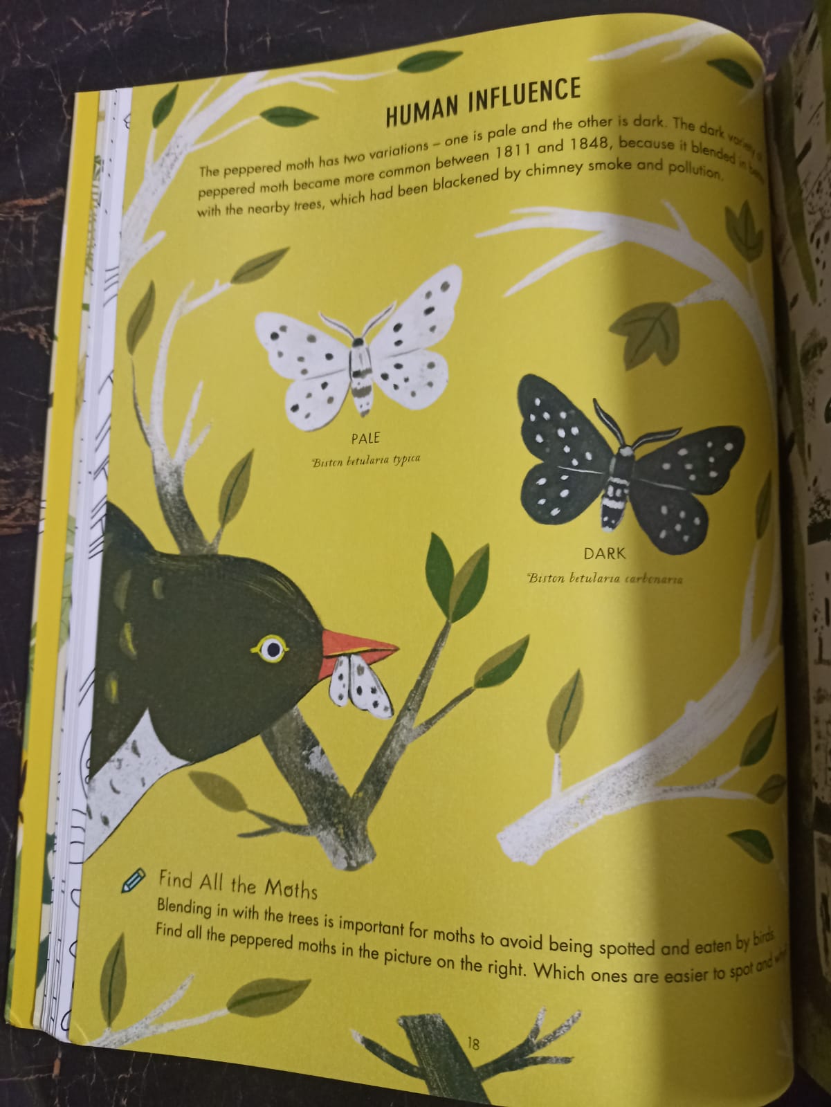 Evolution Colouring and Activity Book