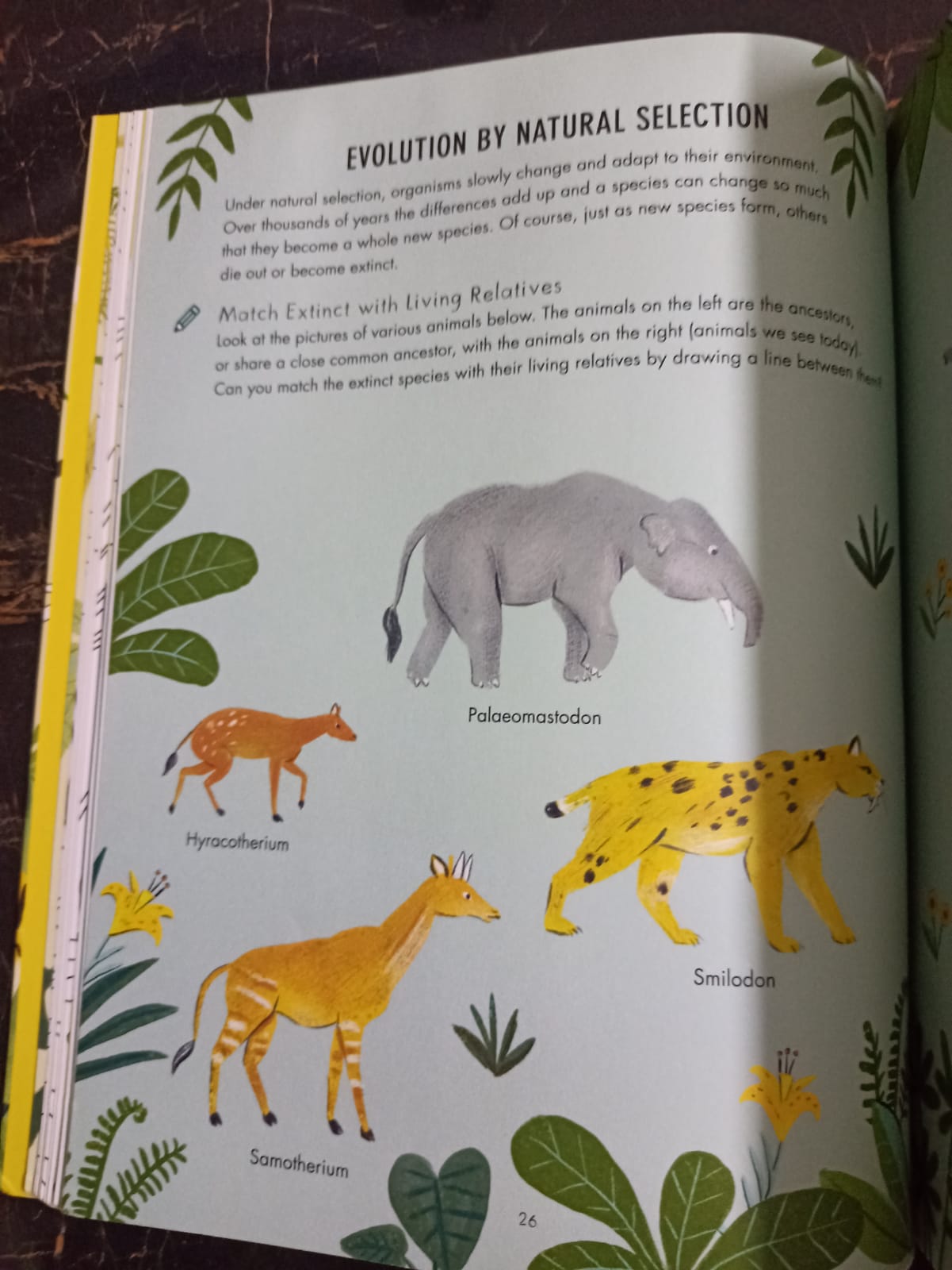 Evolution Colouring and Activity Book