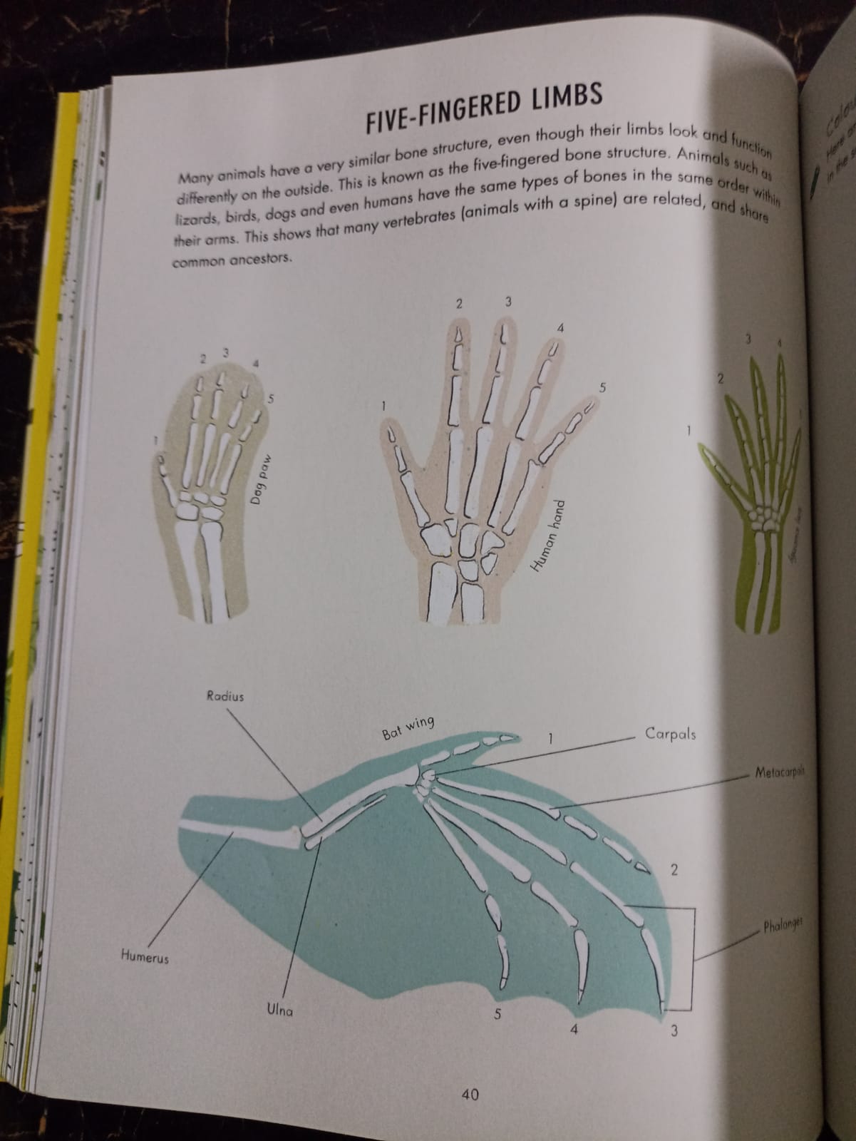 Evolution Colouring and Activity Book