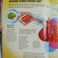 YOUR EXPERT GUIDE THE HUMAN BODY