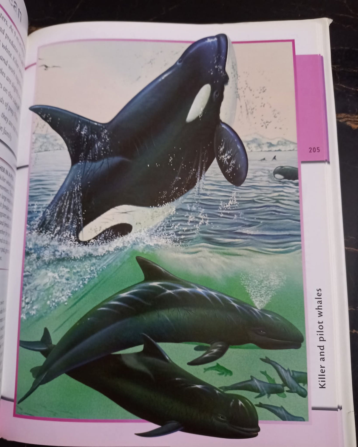Fantastic World of Animals