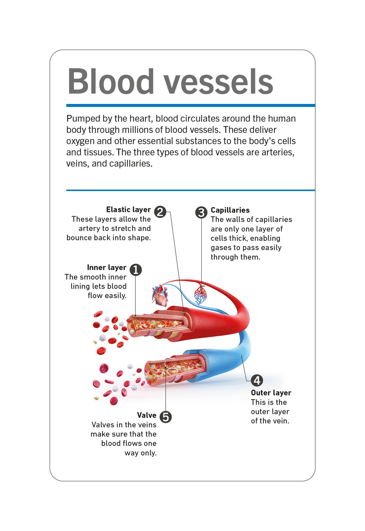 DK Our World in Pictures: HUMAN BODY FLASH CARDS