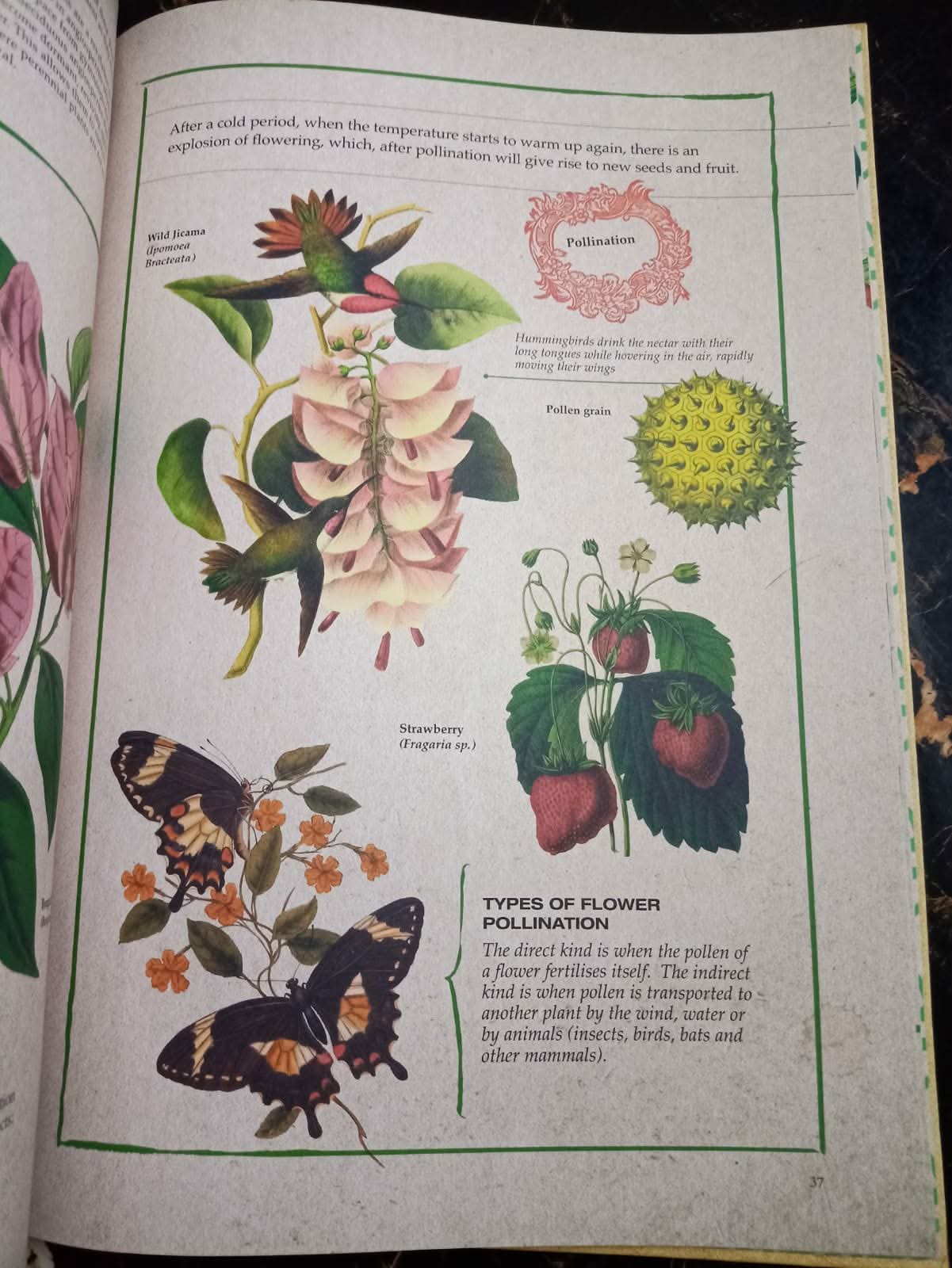 ILLUSTRATED BOTANY (The Visual Plant Museum)