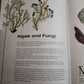 ILLUSTRATED BOTANY (The Visual Plant Museum)