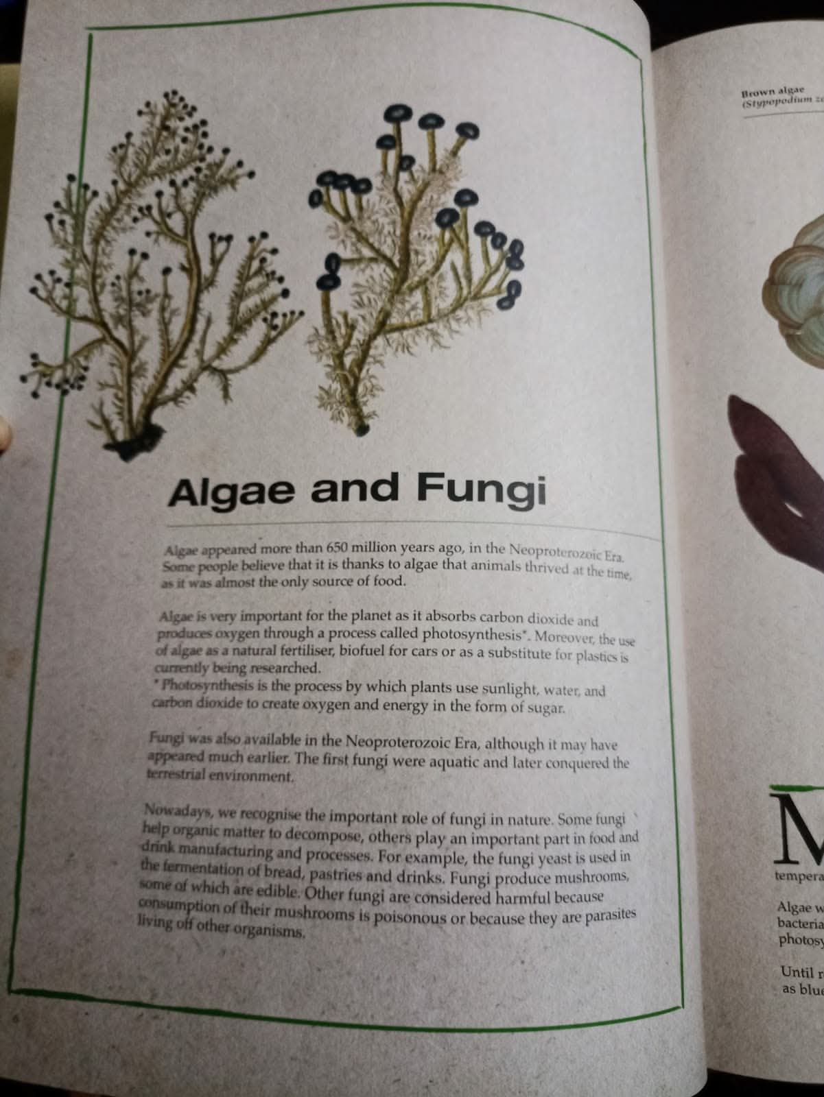 ILLUSTRATED BOTANY (The Visual Plant Museum)