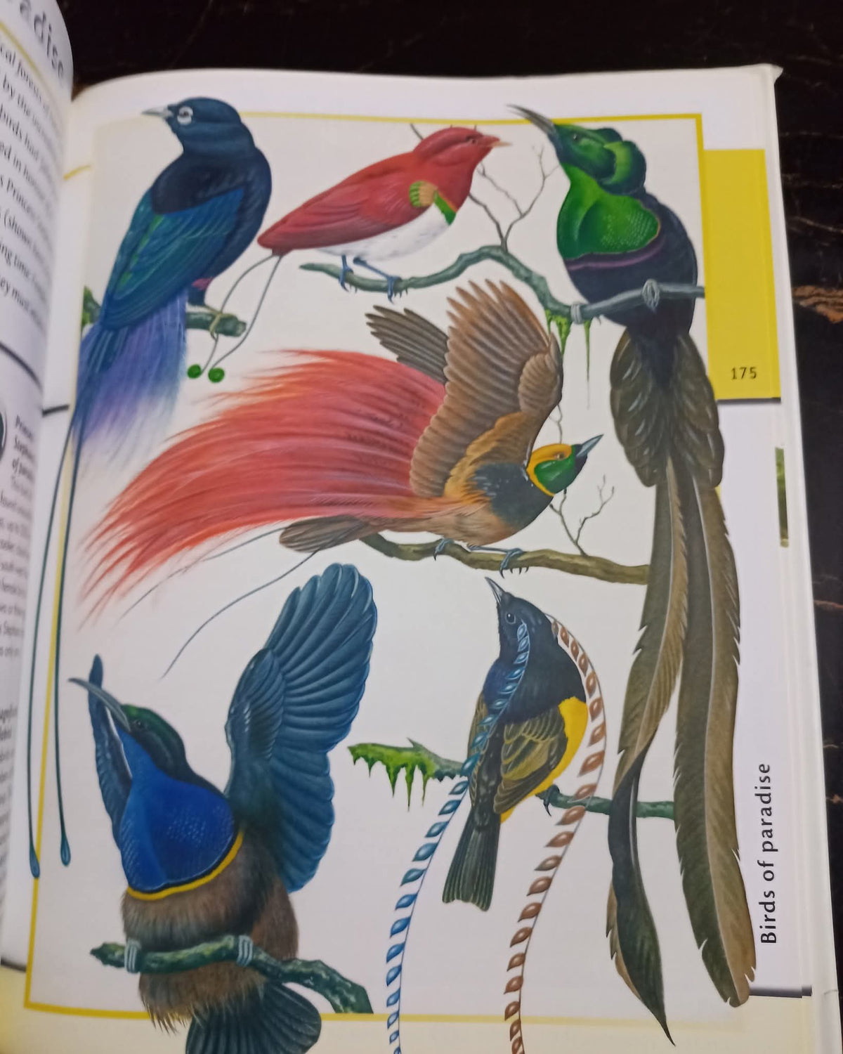 Fantastic World of Animals