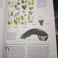 ILLUSTRATED BOTANY (The Visual Plant Museum)