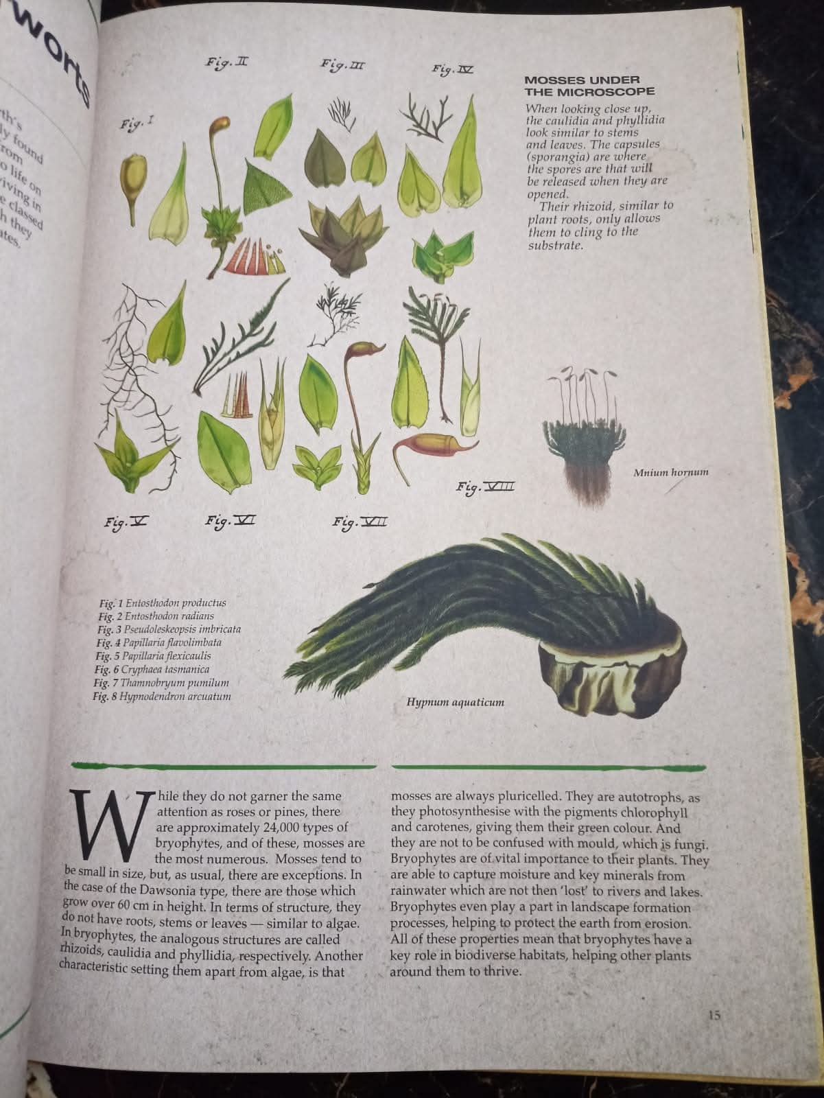 ILLUSTRATED BOTANY (The Visual Plant Museum)