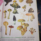 ILLUSTRATED BOTANY (The Visual Plant Museum)