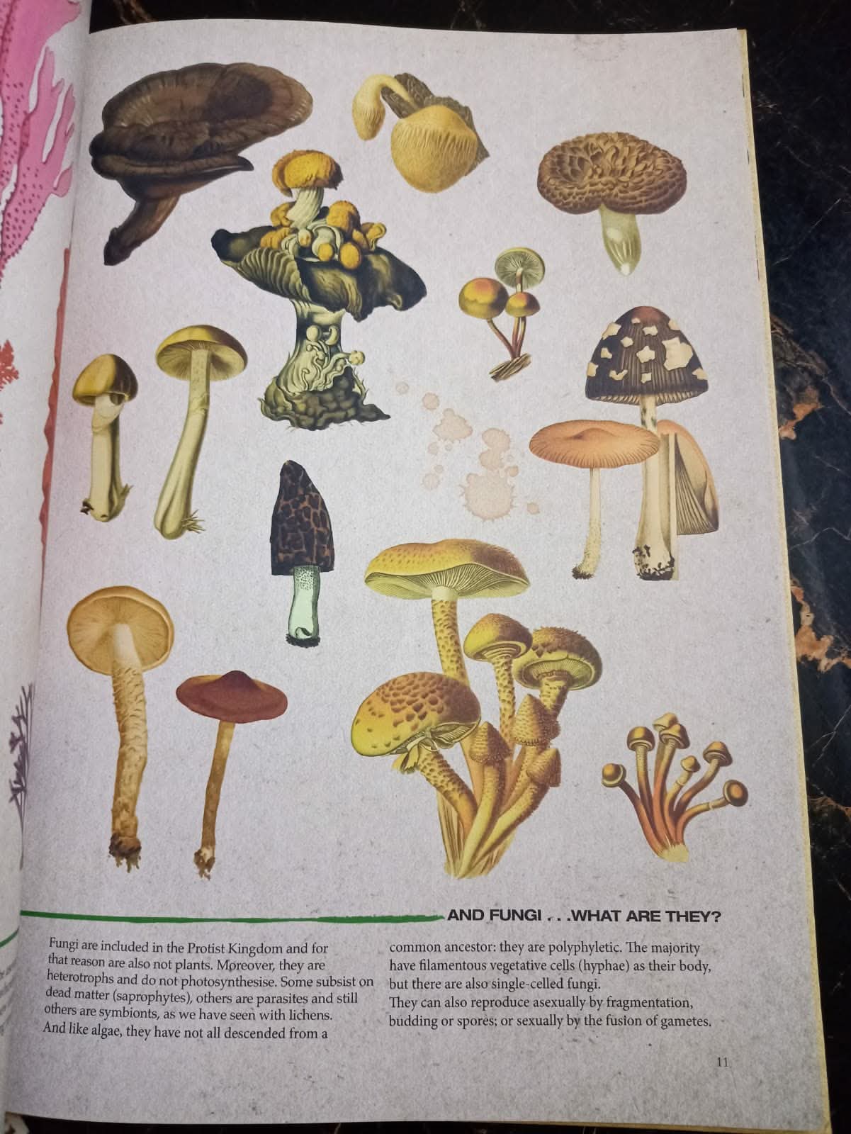 ILLUSTRATED BOTANY (The Visual Plant Museum)