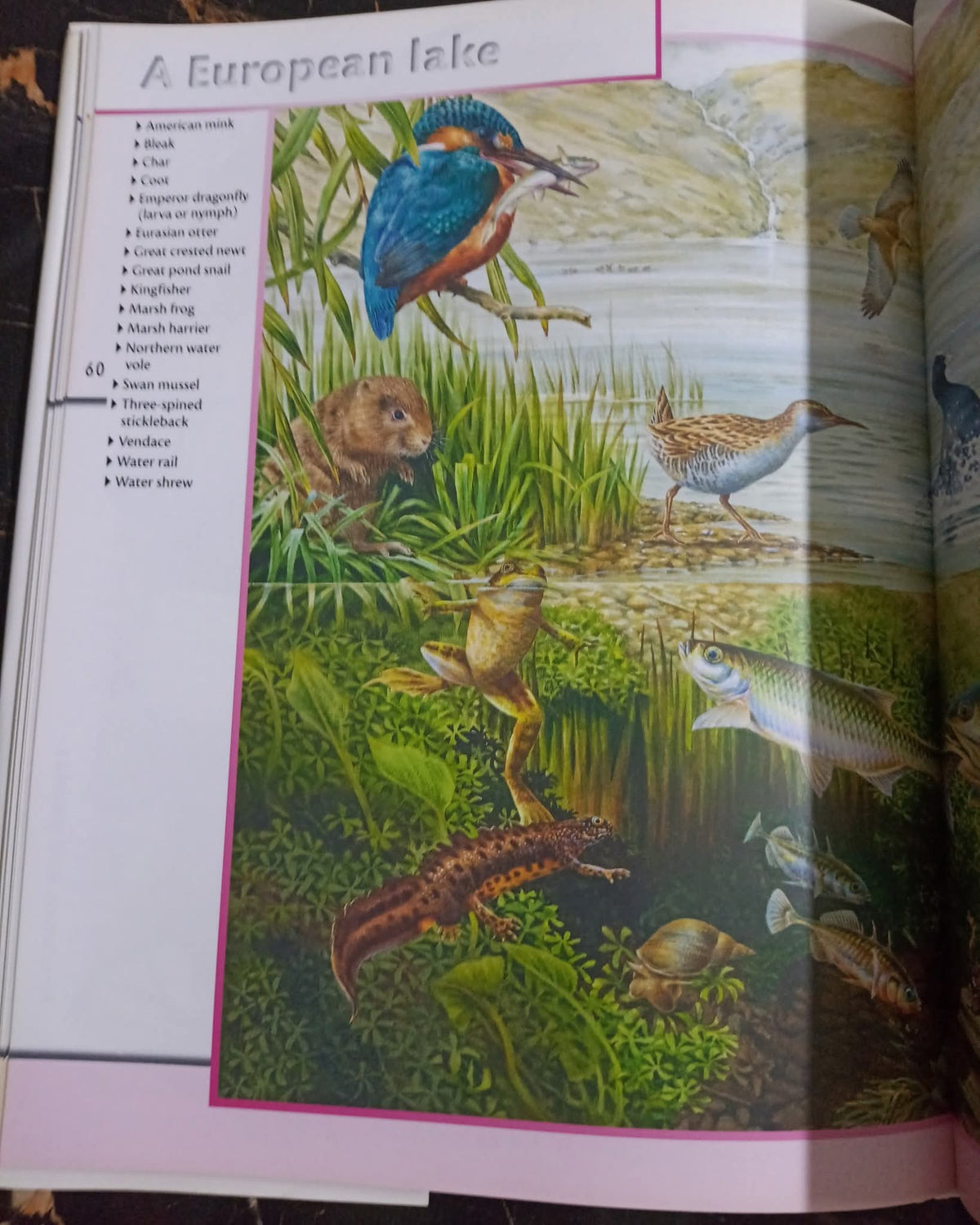 Fantastic World of Animals