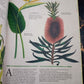 ILLUSTRATED BOTANY (The Visual Plant Museum)