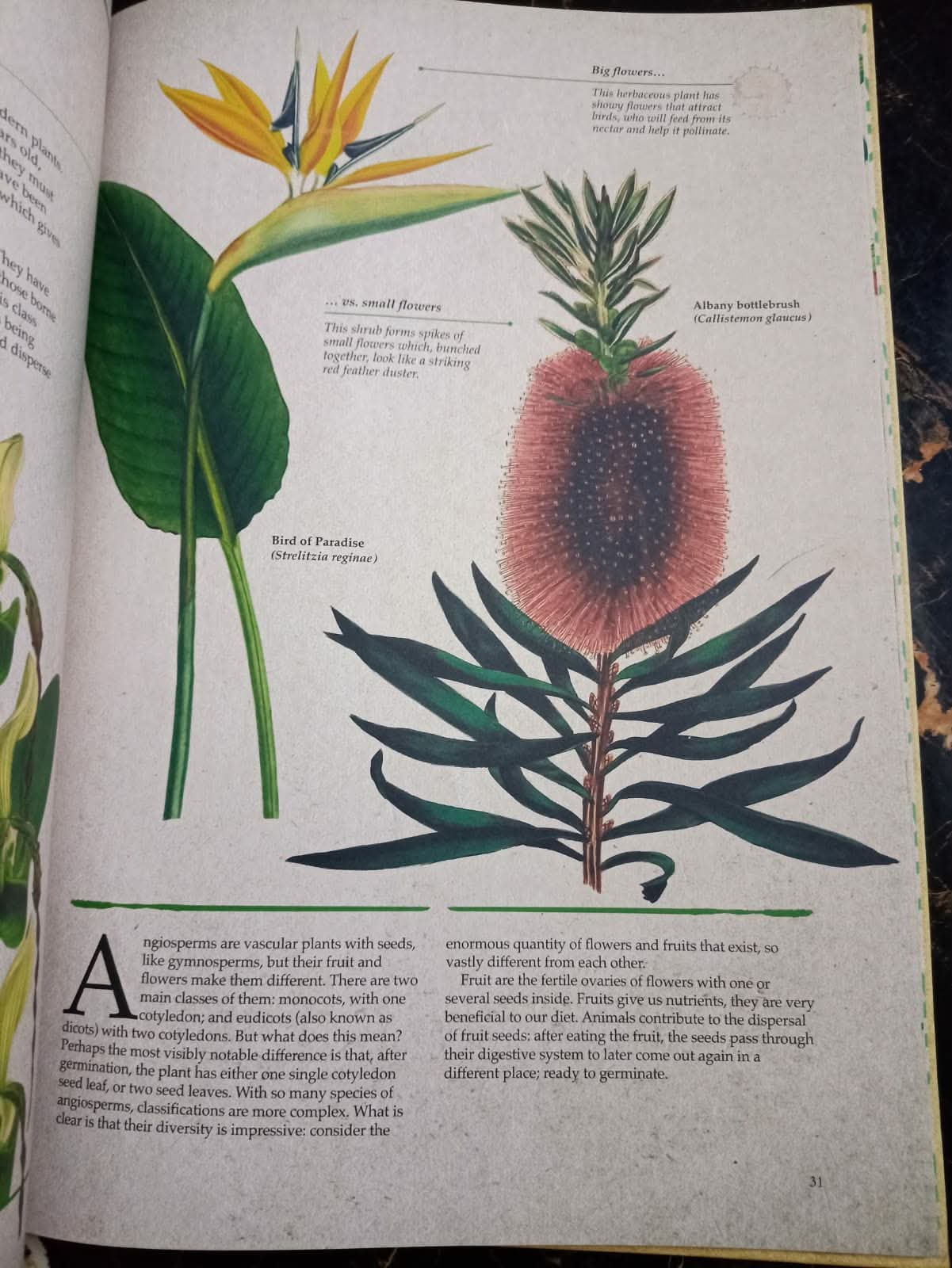 ILLUSTRATED BOTANY (The Visual Plant Museum)