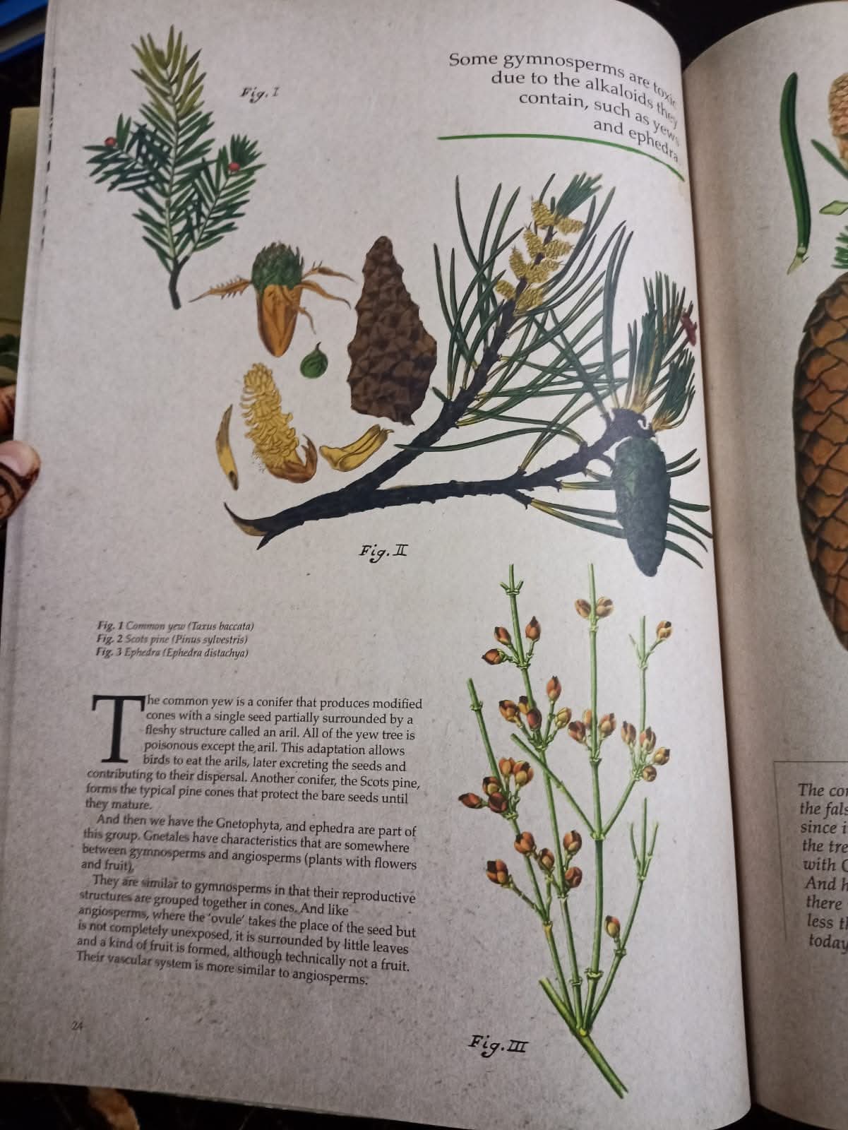 ILLUSTRATED BOTANY (The Visual Plant Museum)