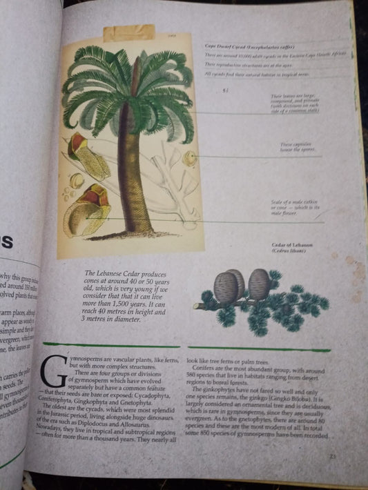 ILLUSTRATED BOTANY (The Visual Plant Museum)