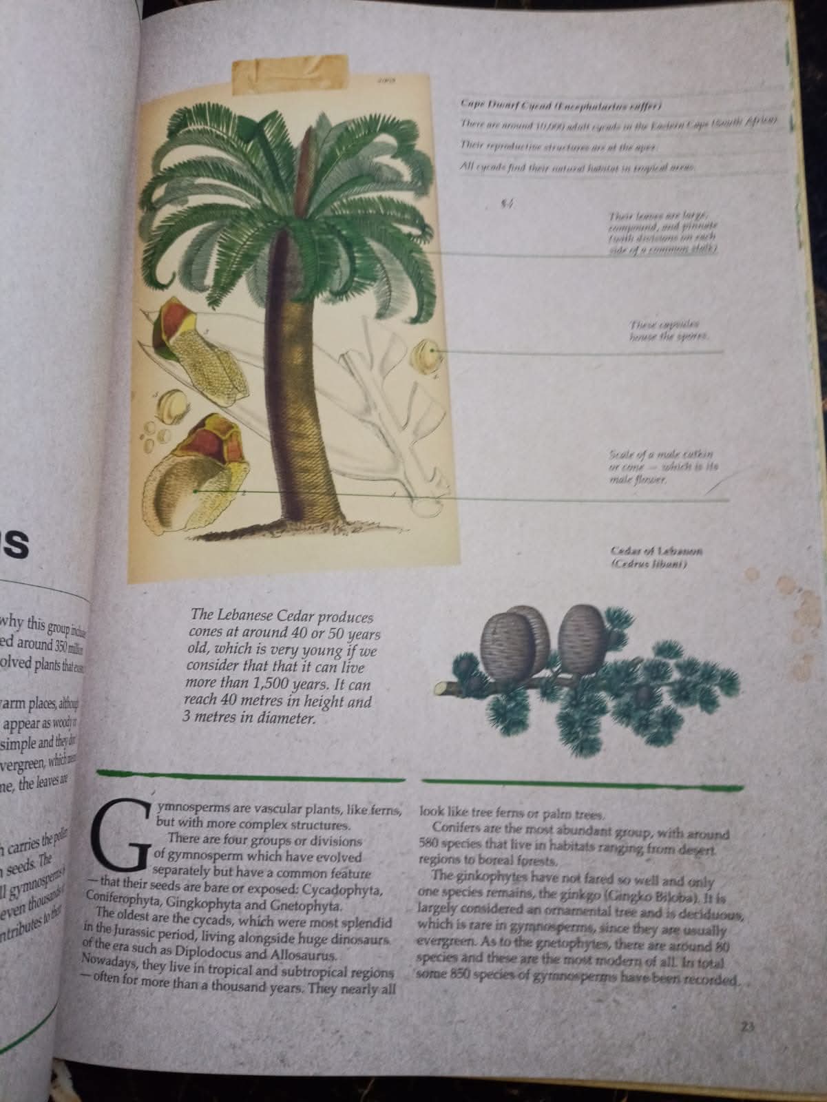 ILLUSTRATED BOTANY (The Visual Plant Museum)