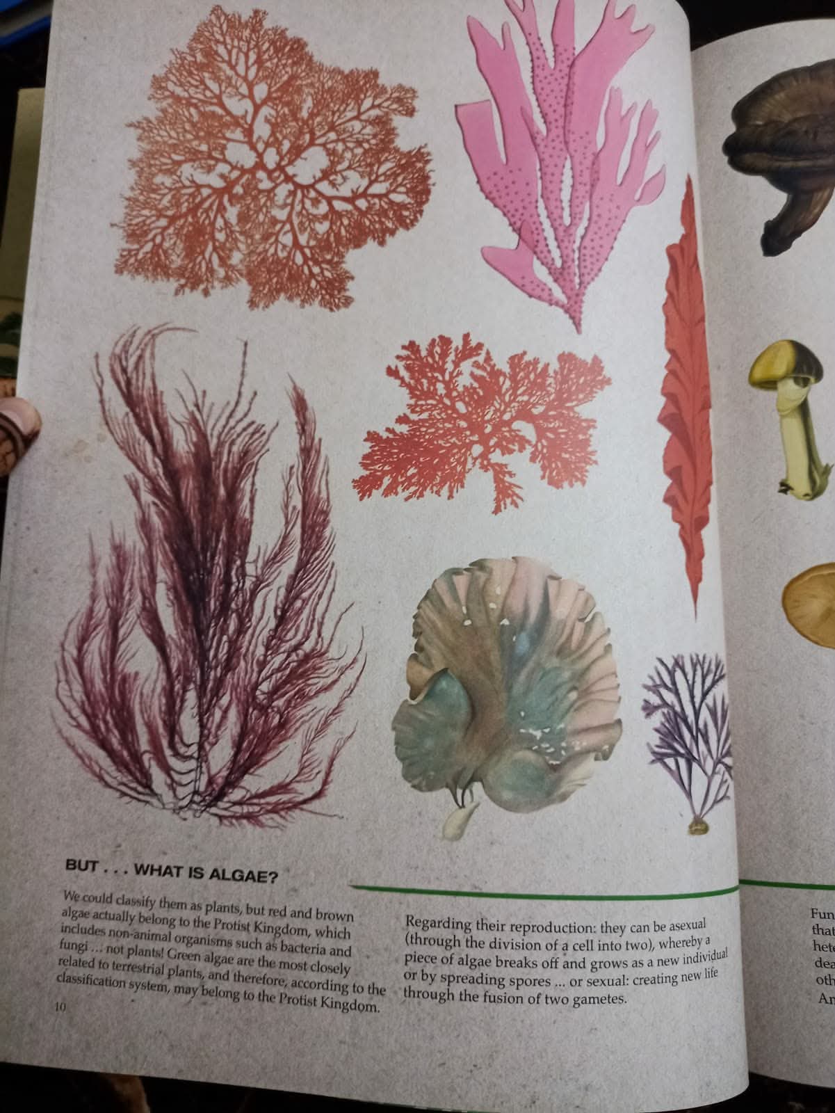 ILLUSTRATED BOTANY (The Visual Plant Museum)