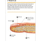 DK Our World in Pictures: HUMAN BODY FLASH CARDS