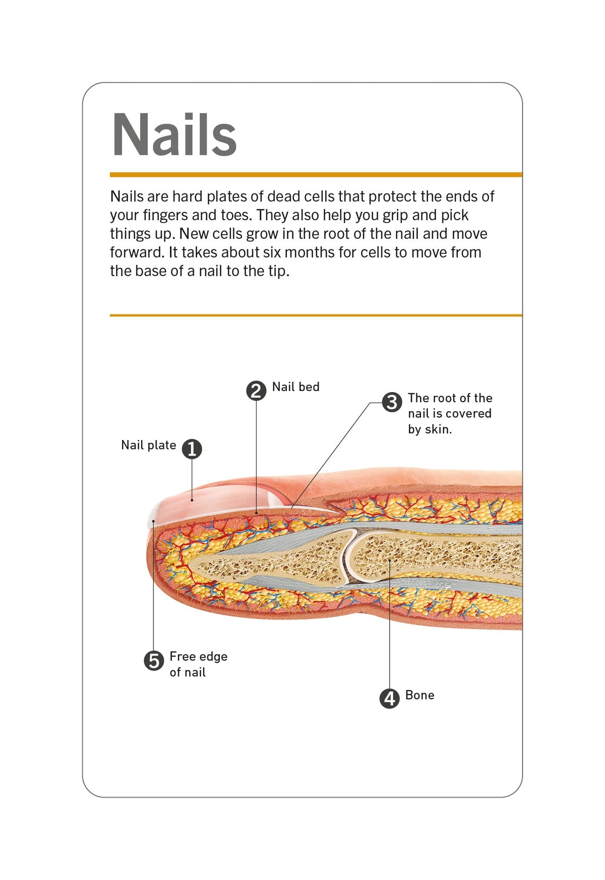 DK Our World in Pictures: HUMAN BODY FLASH CARDS