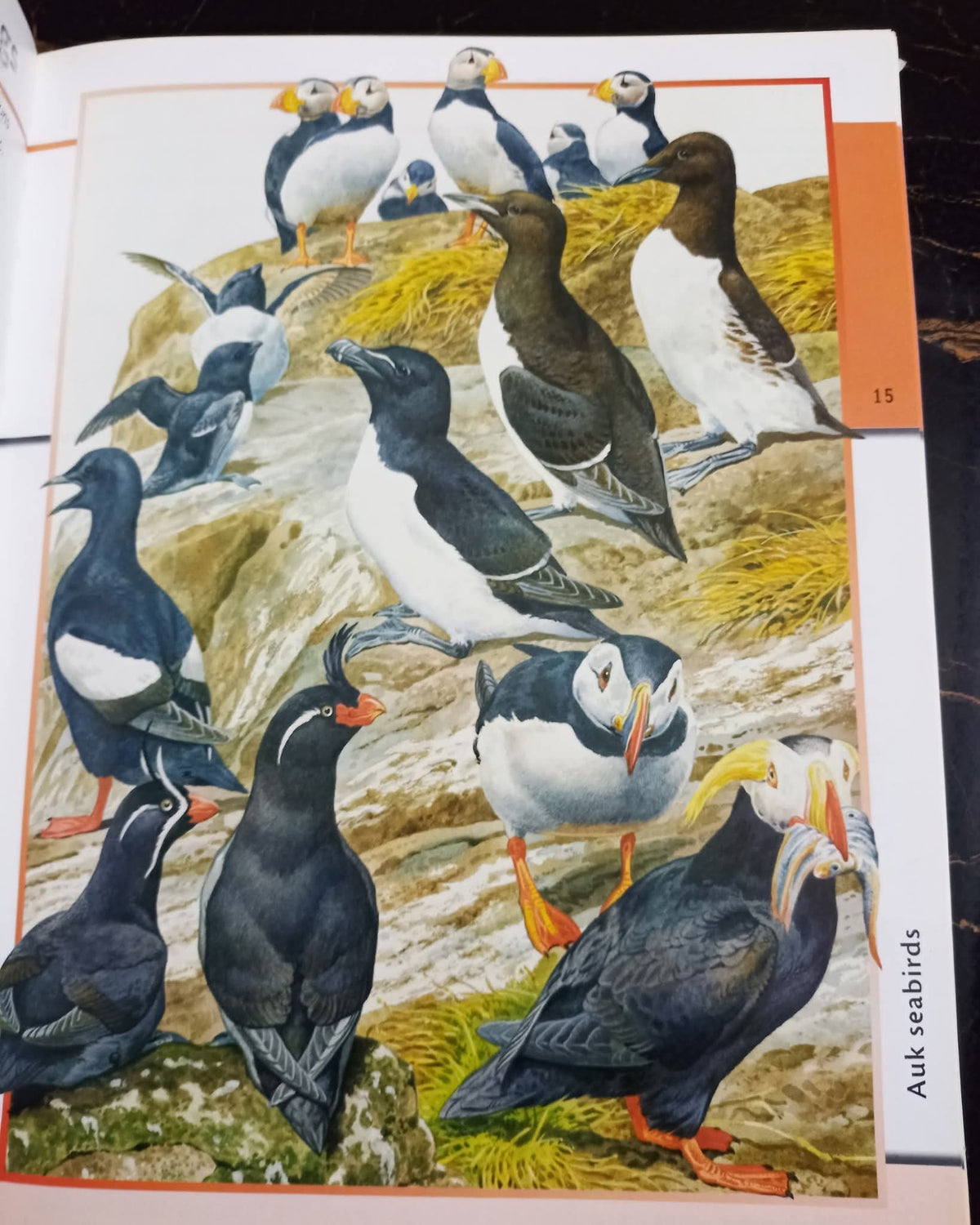 Fantastic World of Animals