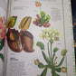ILLUSTRATED BOTANY (The Visual Plant Museum)