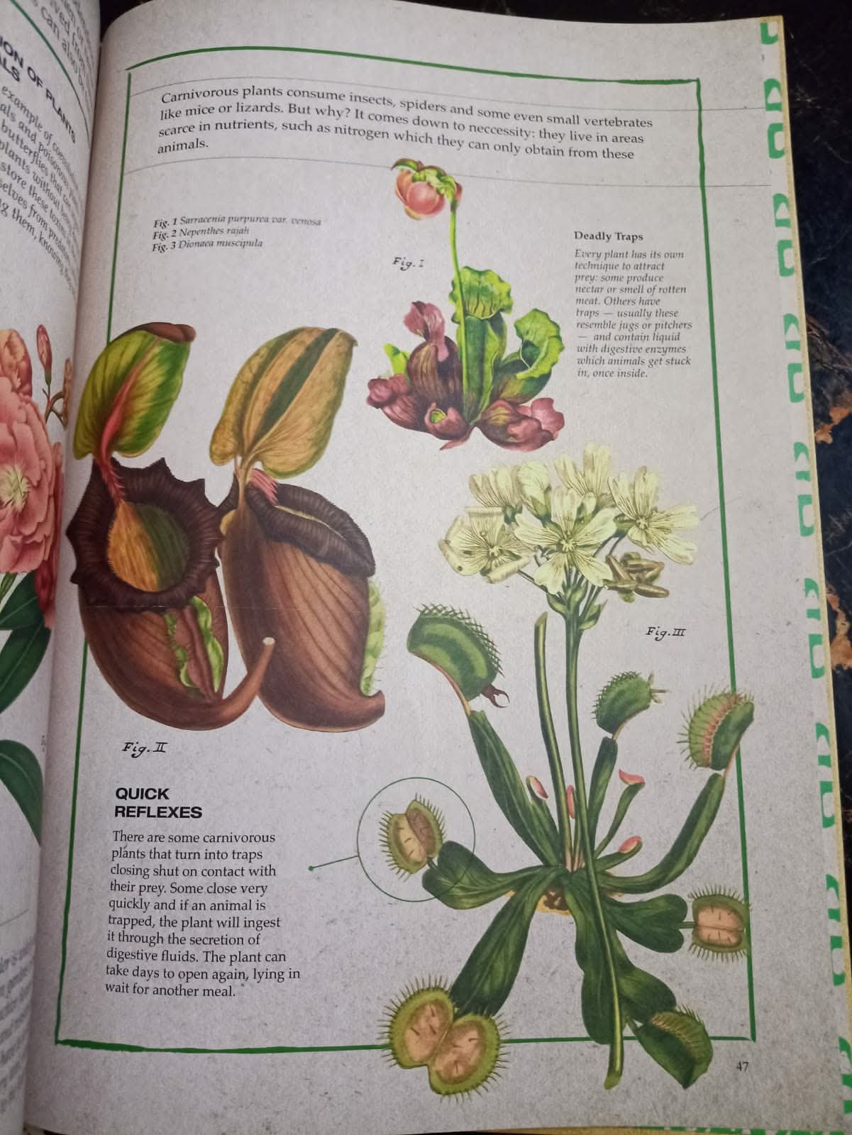 ILLUSTRATED BOTANY (The Visual Plant Museum)
