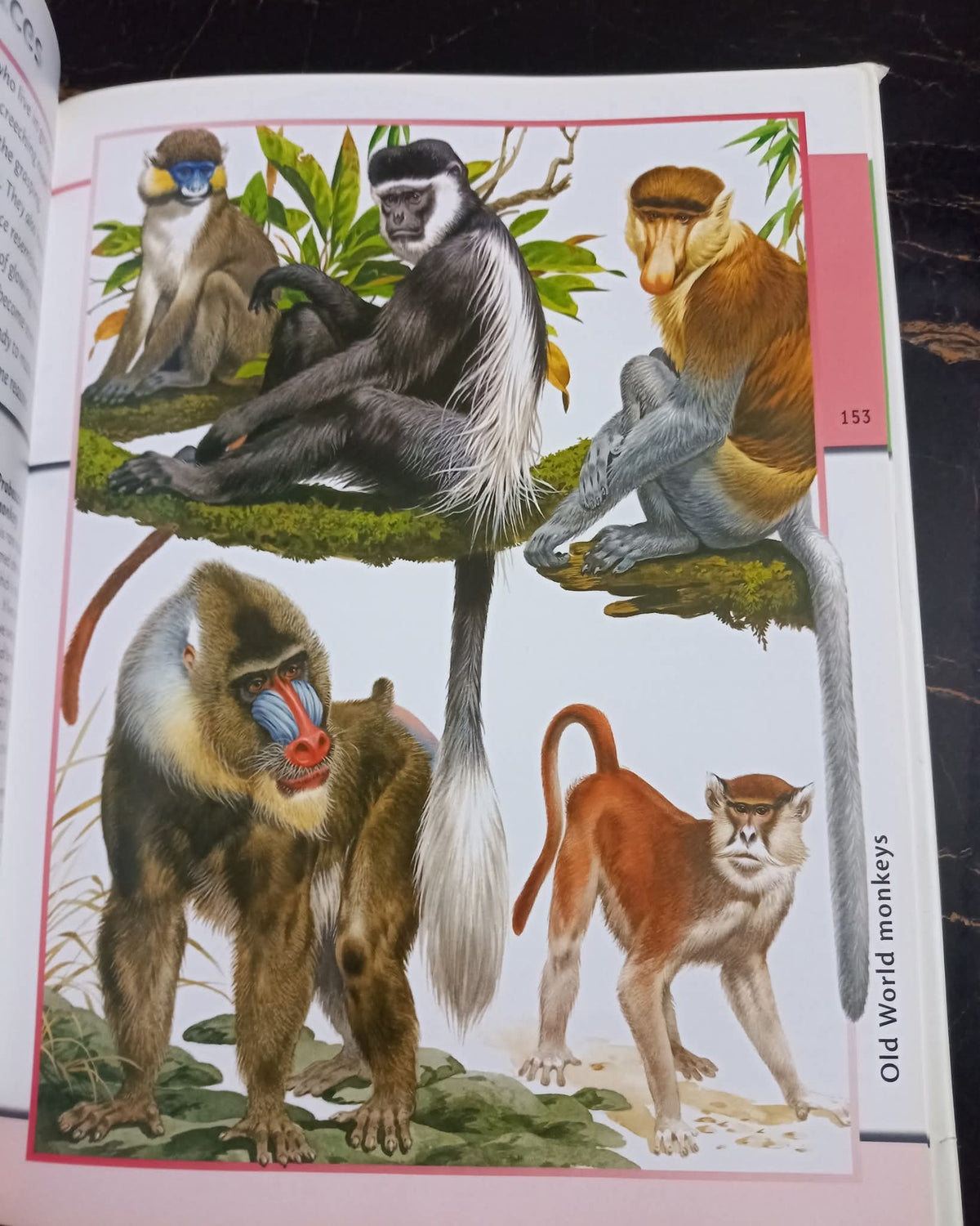 Fantastic World of Animals