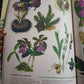 ILLUSTRATED BOTANY (The Visual Plant Museum)