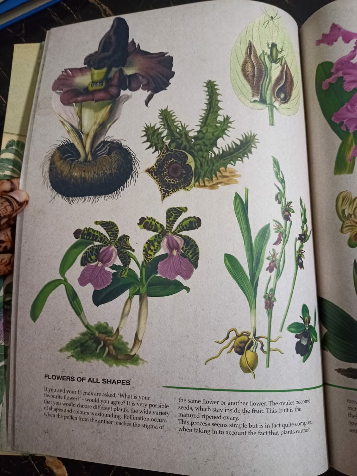 ILLUSTRATED BOTANY (The Visual Plant Museum)