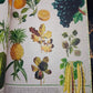 ILLUSTRATED BOTANY (The Visual Plant Museum)